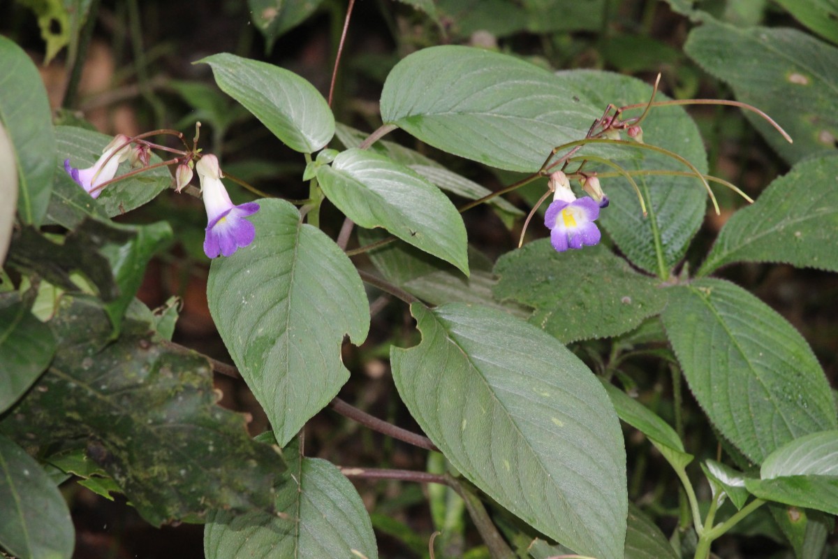 Henckelia communis (Gardner) D.J.Middleton & Mich.Möller